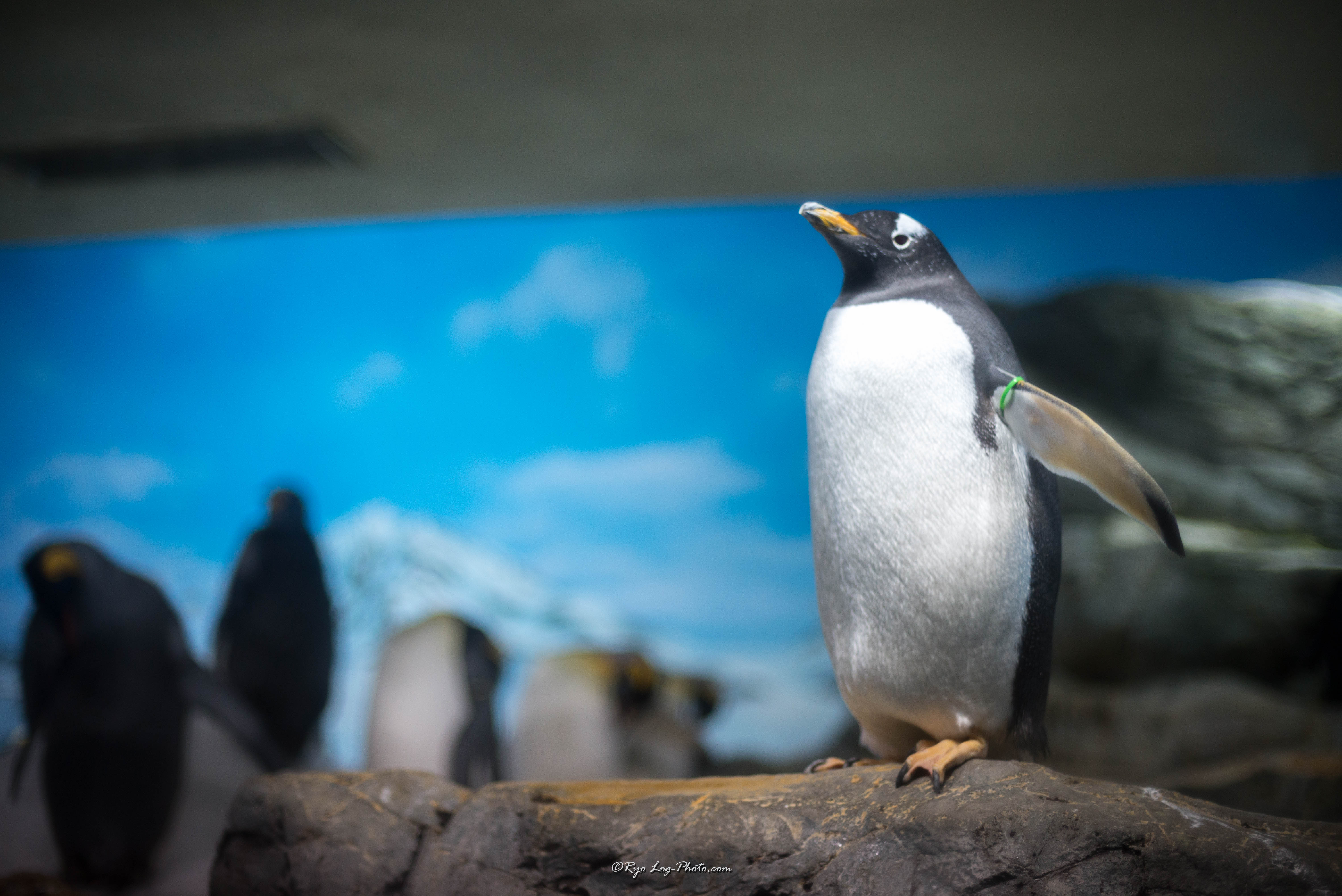 鴨川シーワールドのペンギン