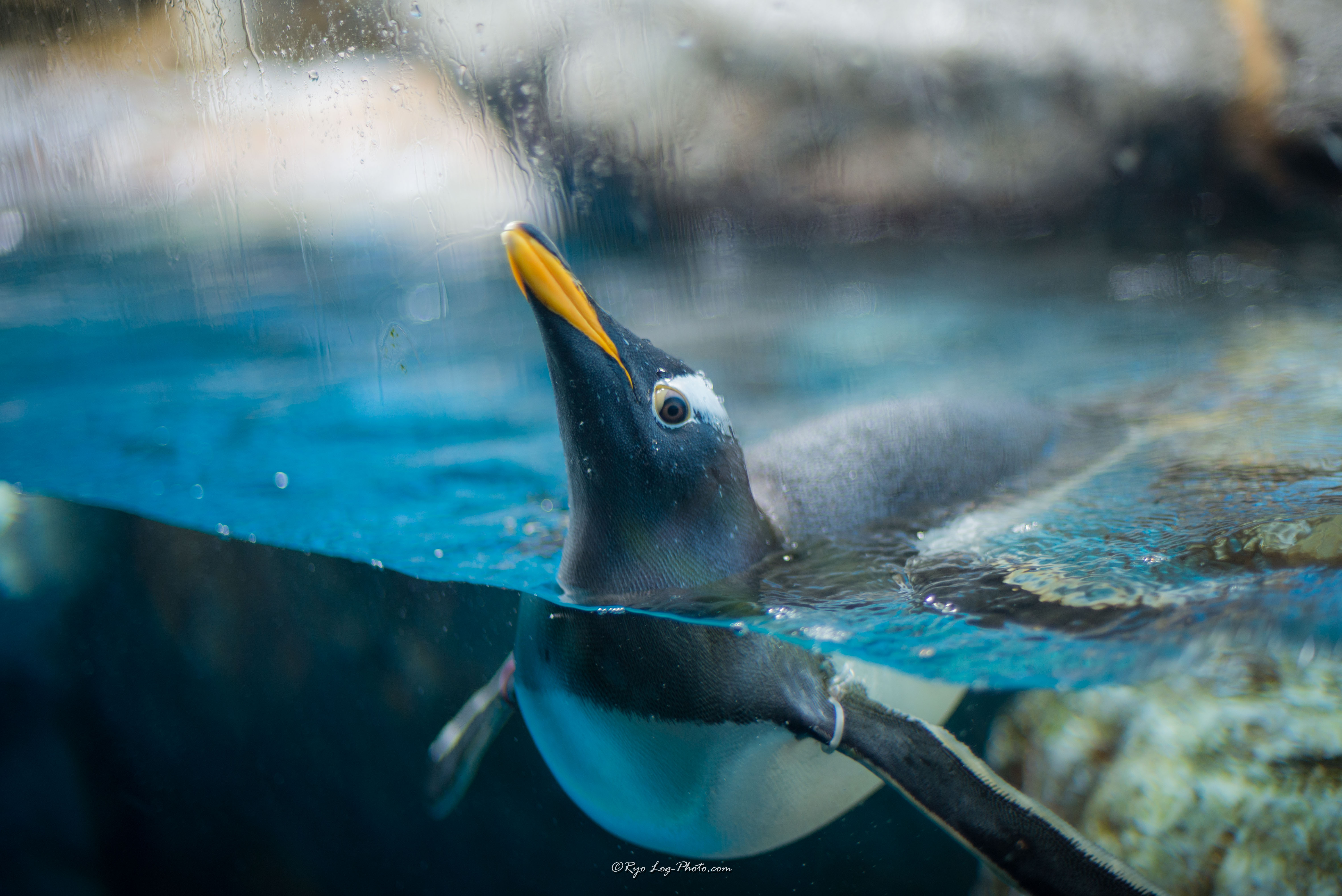 鴨川シーワールドのペンギン