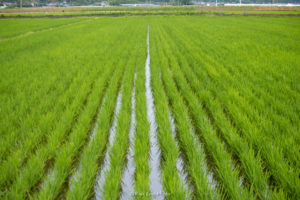 田植え　シラサギ　千葉