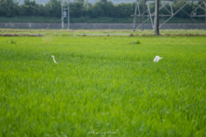 田植え　シラサギ　千葉