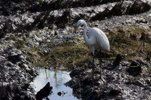 ぬかるみの獲物を探すシラサギ