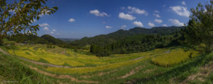 大山千枚田 ohyama senmaida 稲刈り