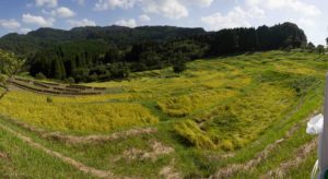 大山千枚田は絶景