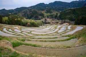 大山千枚田、稲刈り、田植え