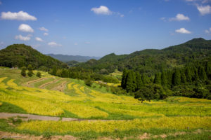 大山千枚田、稲刈り　ライトアップ