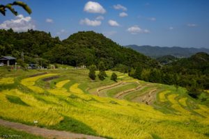 大山千枚田　棚田