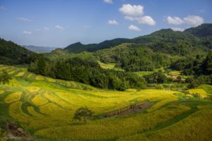 大山千枚田、稲刈り、田植え