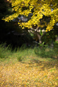 85mm f1.4G　イチョウ