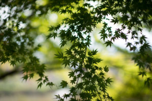 紅葉　85mm f1.4G