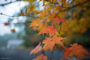 君津　紅葉　千葉