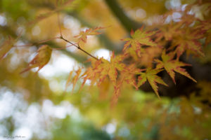 久留里城　紅葉　千葉