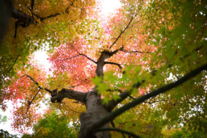 紅葉　関東　千葉