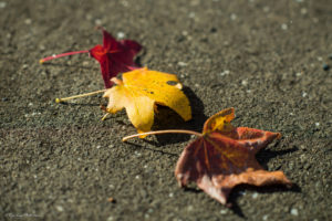 千葉　関東　紅葉スポット