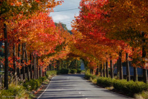 千葉　紅葉　袖ヶ浦　見頃