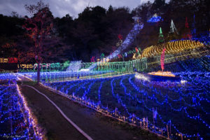 クオードの森　イルミネーション　紅葉