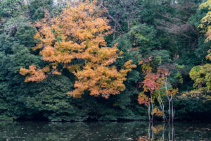 千葉　紅葉　亀山湖