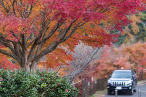 千葉　紅葉　亀山湖