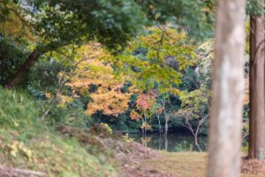 千葉 亀山湖 紅葉　105mm 1.4e