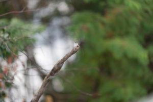 千葉 亀山湖 紅葉　105mm 1.4e