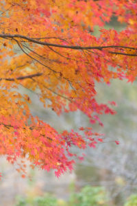 千葉 亀山湖 紅葉　105mm 1.4e