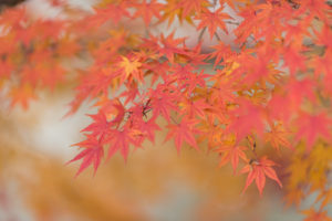 千葉亀山湖紅葉　105mm 1.4e