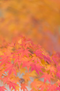 千葉 亀山湖 紅葉　105mm 1.4e