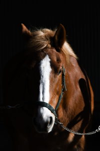 マザー牧場　乗馬　馬