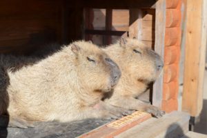 カピバラ　マザー牧場