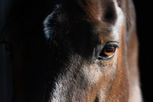 マザー牧場　馬　コントラスト