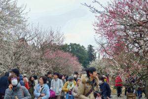 kairakuen　水戸　偕楽園　混雑