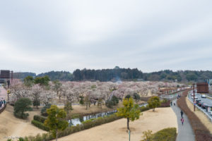 偕楽園　梅まつり