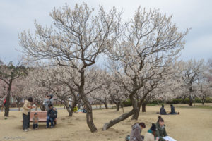 水戸　偕楽園　梅まつり