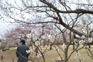 水戸　偕楽園　梅まつり