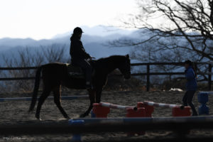 マザー牧場 ふれあい 馬 乗馬