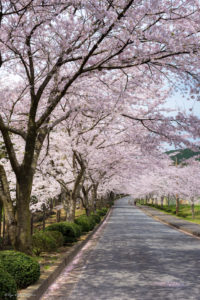 千葉　桜　花見　霊園　久留里