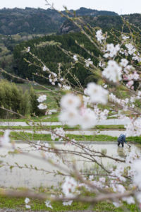 大山千枚田　桜　田植え