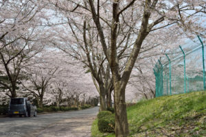 千葉　桜　花見　霊園　久留里