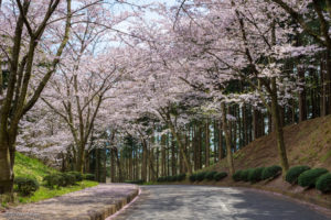 千葉　桜　花見　霊園　久留里