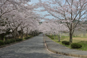 千葉　桜　花見　霊園　久留里