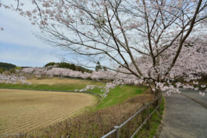 千葉　桜　花見　霊園　久留里