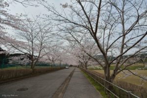 千葉　桜　花見　霊園　久留里