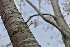 千葉　桜　花見　霊園　久留里