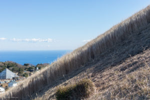 大室山　山焼き