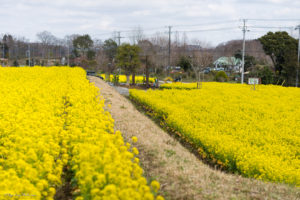 菜の花　君津市