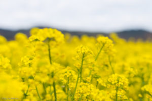 菜の花　君津市