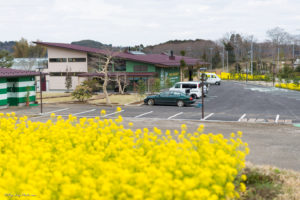 愛彩畑　菜の花