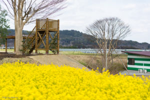 愛彩畑　キャンプ場　久留里