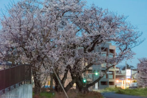 二子玉川　満開　桜