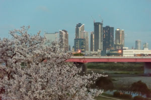 二子玉川　公園　桜