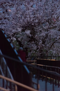 桜　二子玉川　夜景